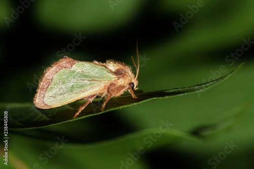 A Slug Moth perches on a leaf during the night. These moths come from attractive but spiny venomous caterpillars, and there are several species of slug moth that fall into that category. photo