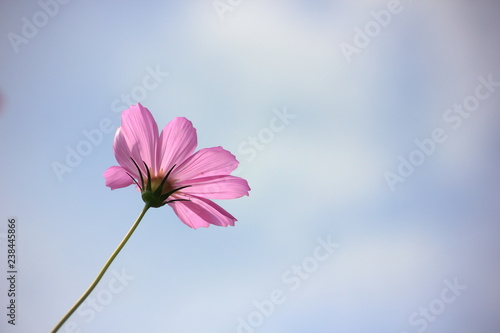 Cosmos pink flower in the field Clipping with sky background.Vintage s cosmos flowers in garden tone.