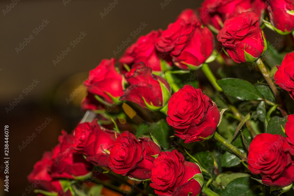 Close up of beautiful dozens of blossoming red roses Close up of beautiful dozens of blossoming red roses