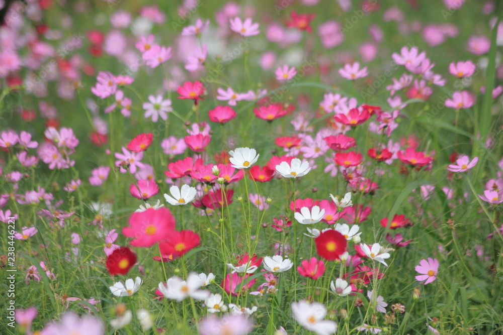 Pink cosmos flower blooming in the field, For background in vintage style soft focus. Pink cosmos flower blooming in the field, For background in vintage style soft focus.