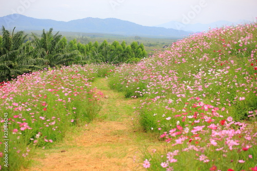 Cosmos pink flower (Cosmos Bipinnatus) on blue Mountain with blurred background.  photo