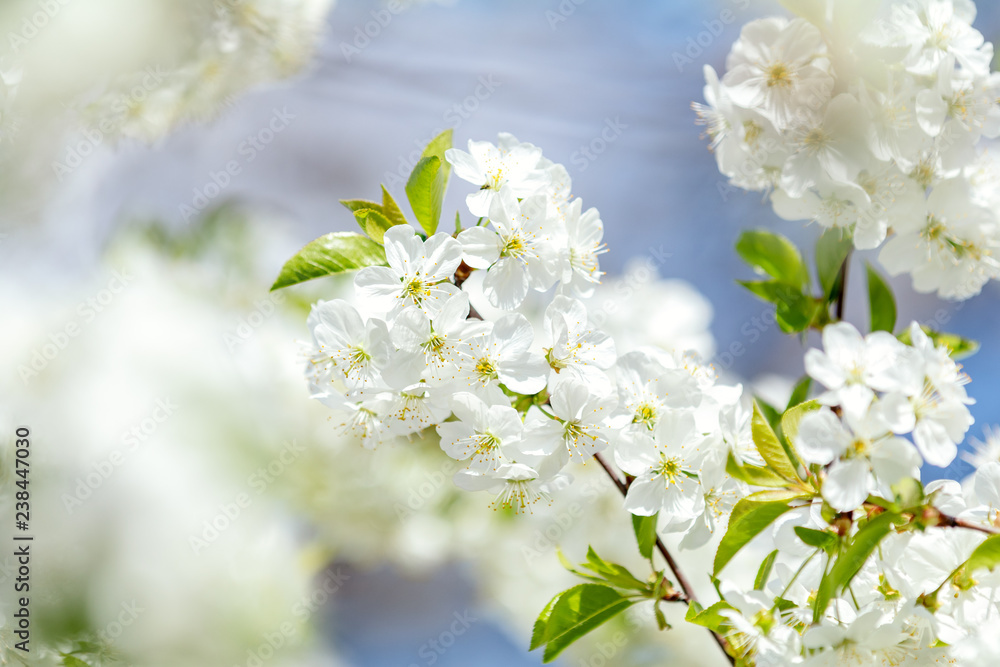 Beautiful nature scene with blooming tree and sun flare