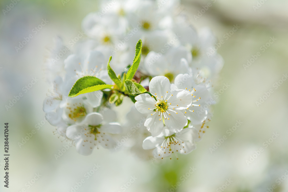 Beautiful nature scene with blooming tree and sun flare Beautiful nature scene with blooming tree and sun flare