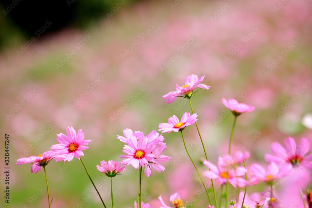 Pink cosmos flower blooming in the field, For background in vintage style soft focus. Pink cosmos flower blooming in the field, For background in vintage style soft focus.