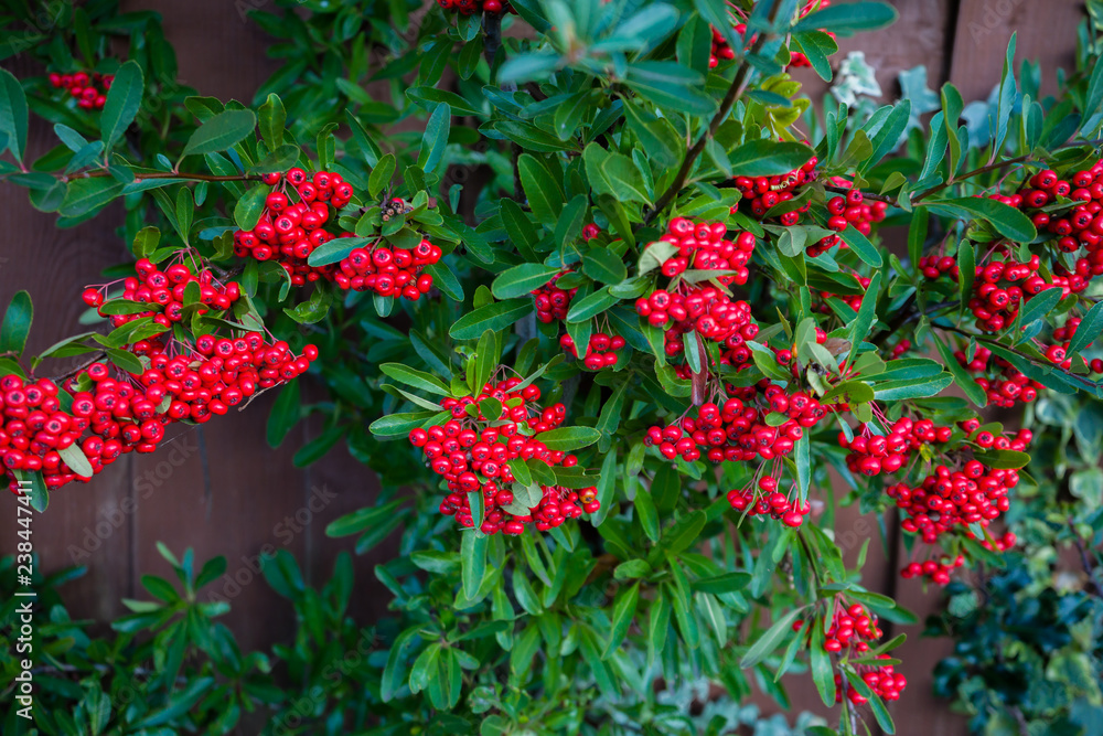 Bright red berries of bearberry cotoneaster (Cotoneaster dammeri) with green leaves Bright red berries of bearberry cotoneaster (Cotoneaster dammeri) with green leaves