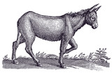 Donkey or ass (equus africanus asinus) in side view walking in a landscape. Illustration after a historical engraving from the 17th century