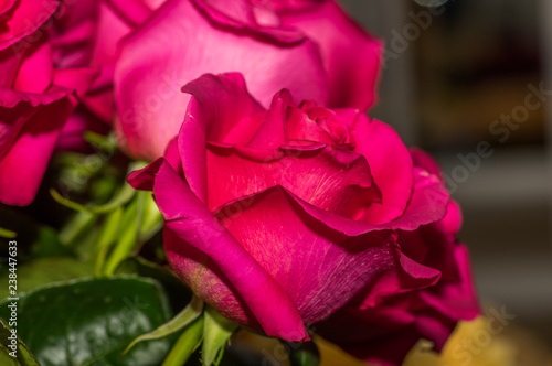 Close up of selective focus of detail of petals of beautiful pink rose photo