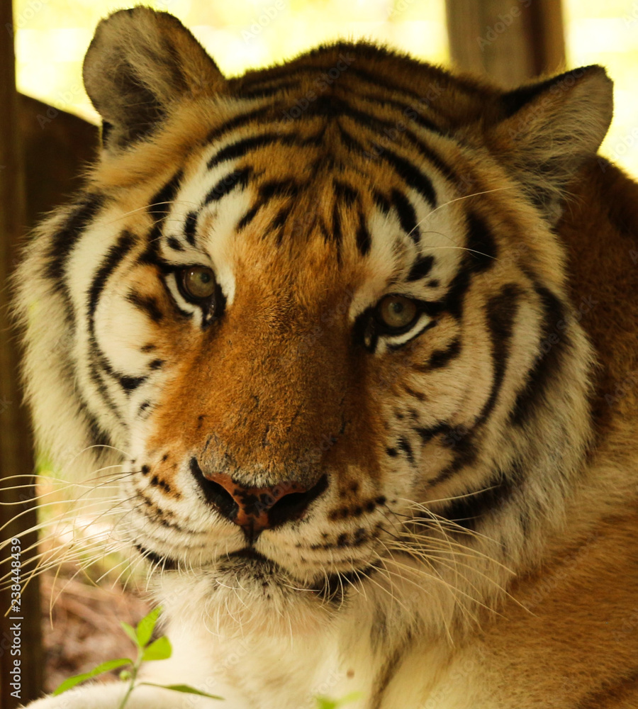 Fototapeta premium Portrait of a Tiger Face 