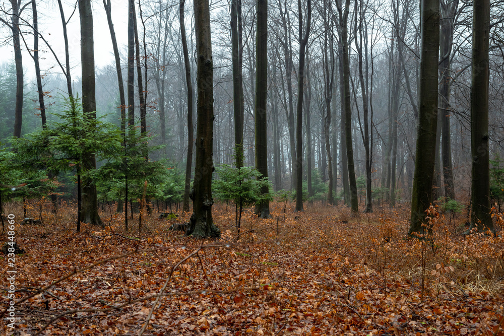 Obraz premium Polish forest