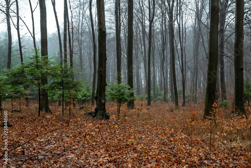 Polish forest