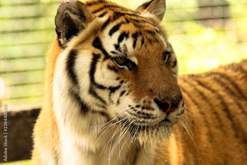 Naklejka Portrait of a Tiger