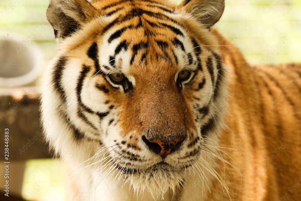 Fototapeta premium Portrait of a Siberian Tiger 