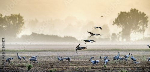 Cranes in a field foraging. Common Crane, Grus grus, in the natural habitat. Feeding of the cranes at sunrise in the national Park Agamon of Hula Valley in Israel.