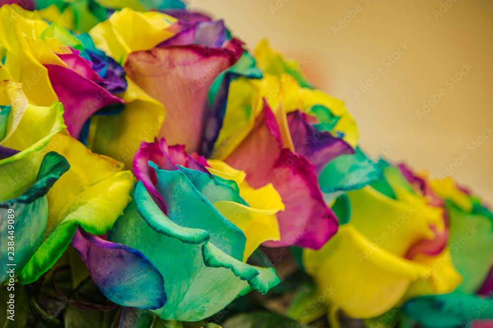 Close up of selective focus of beautiful and colorful rainbow color of roses, some are painted of genetically improved