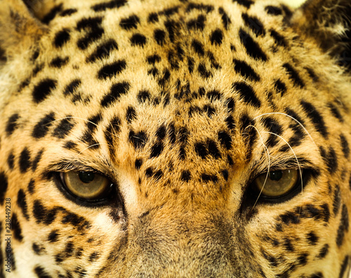 Close Up of a Leopard / Cat Eyes
