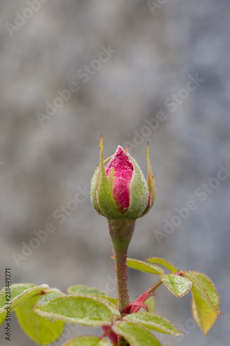 frost-covered bud of a red rose in winter