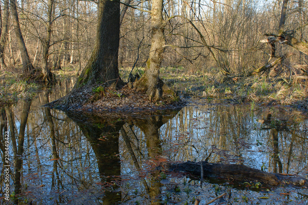 Obraz premium Swamp forest in the early spring