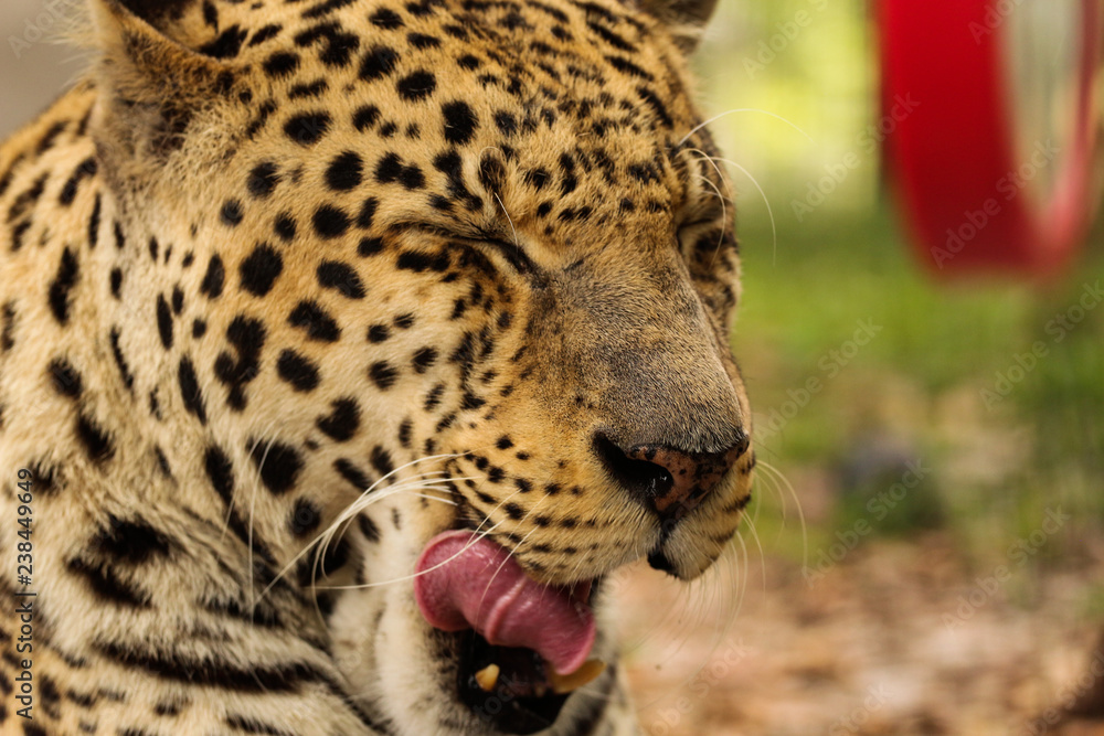 Obraz premium Tired Yawning Leopard 