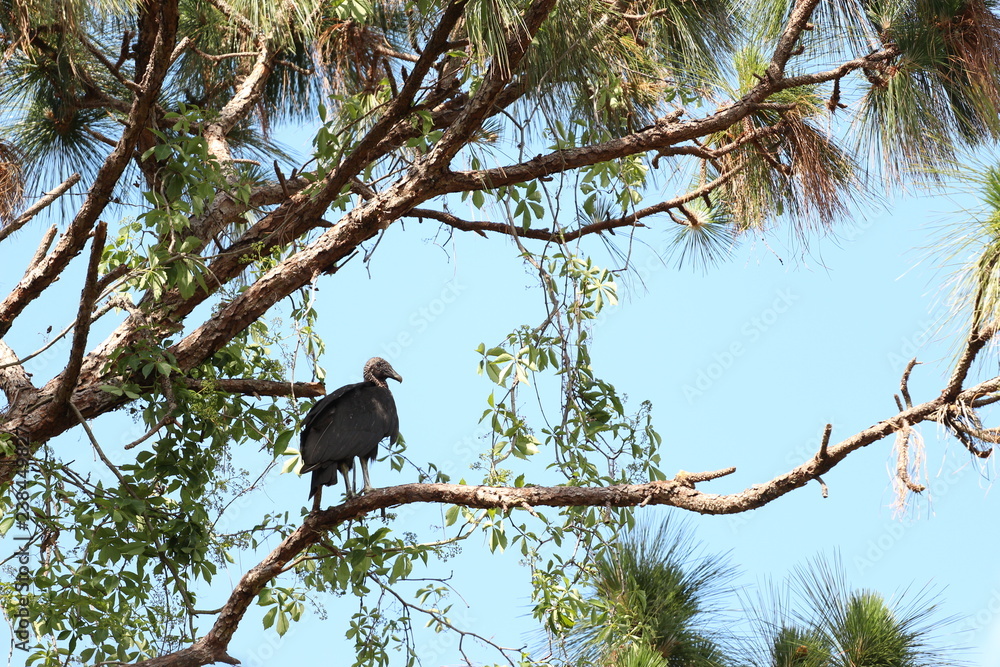 Black Turkey Vulture Perched in the top of a Tree Black Turkey Vulture Perched in the top of a Tree