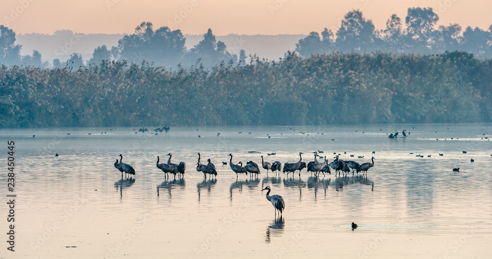 Common cranes (Grus grus) standing in the water. Cranes Flock on the Lake at Sunrise. Fog in the early morning. Morning Landscape of Hula Valley Reserve.