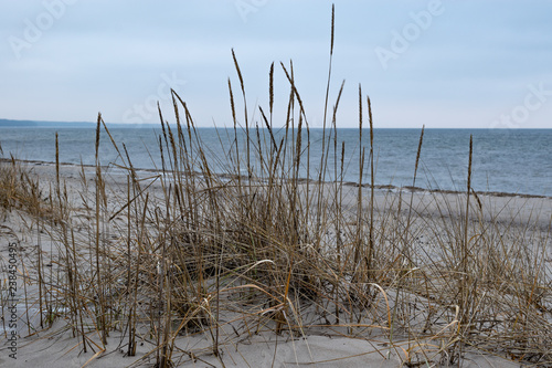 Sandy beach with reeds.