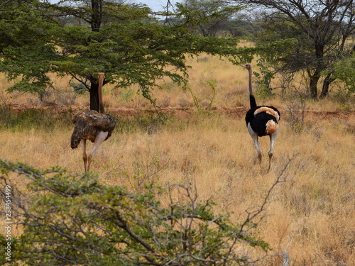 Ostrich at Meru National park photo