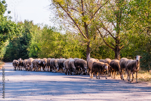 Wallpaper Mural A morning walk Torontodigital.ca