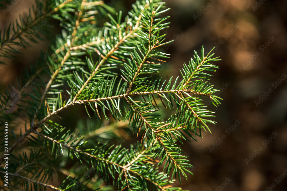 Dew drops on pine leaf in foreground ans selective focus Dew drops on pine leaf in foreground ans selective focus