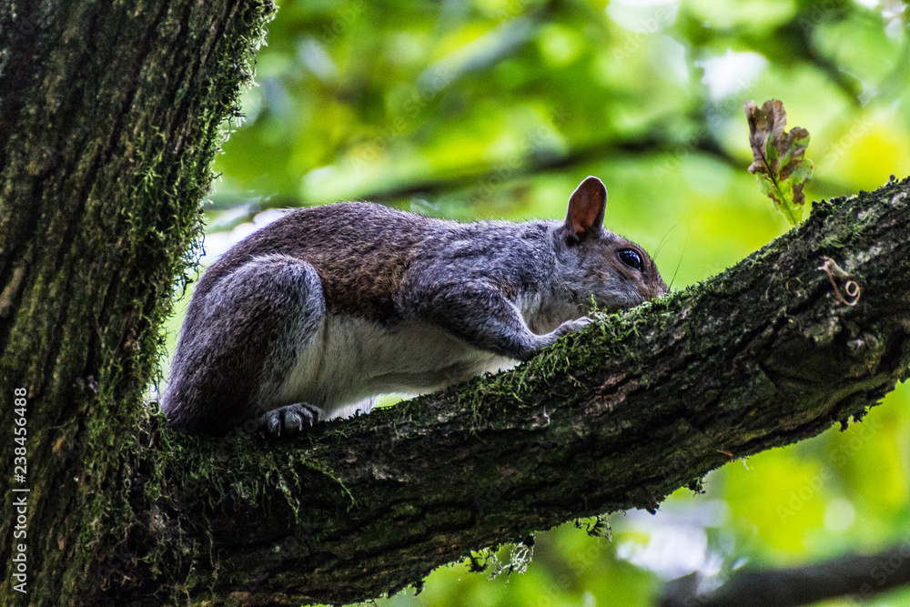 Obraz premium Squirrell on the tree