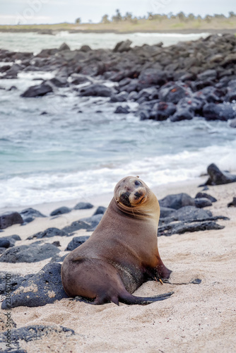 Beautiful peaceful sea lions sunbathing in a beach at the Galapagos Islands, Ecuador