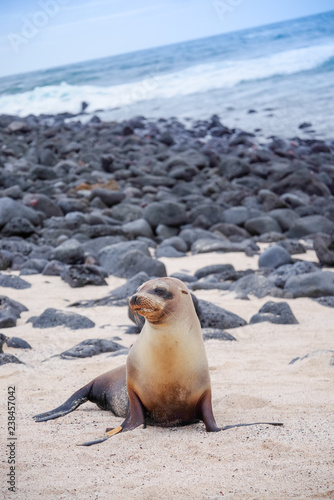 Beautiful peaceful sea lions sunbathing in a beach at the Galapagos Islands, Ecuador