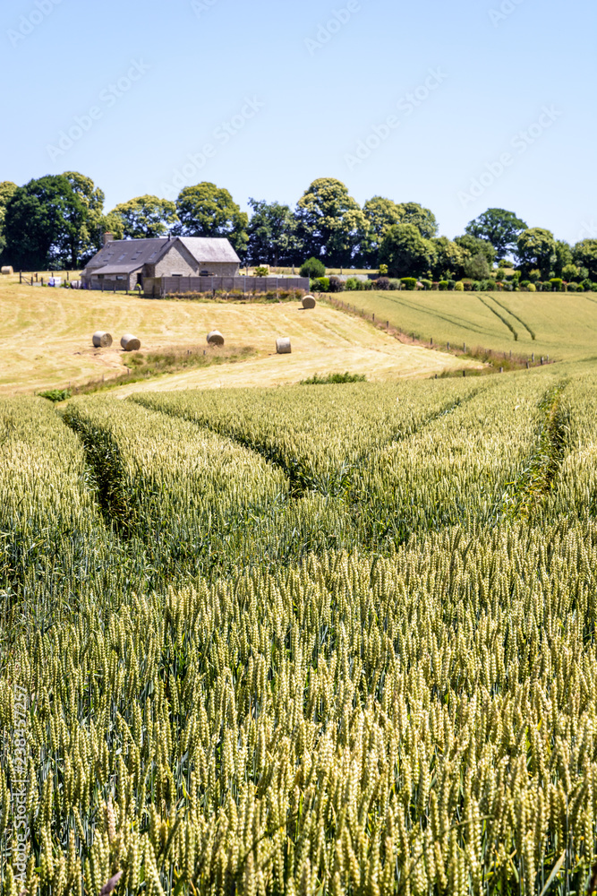 Rolling landscape with a field of wheat, a farm and round bales of straw in the Normandy countryside under a bright summer sunlight. Rolling landscape with a field of wheat, a farm and round bales of straw in the Normandy countryside under a bright summer sunlight.