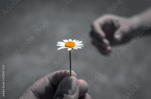 Fototapeta Naklejka Na Ścianę i Meble -   hand giving wild flower with love at sunset. beautiful background