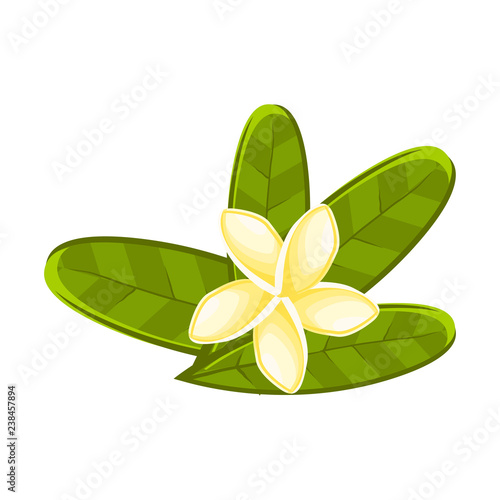 A lily flower on a white background. Vector illustration. Flower. Plant. EPS 10.