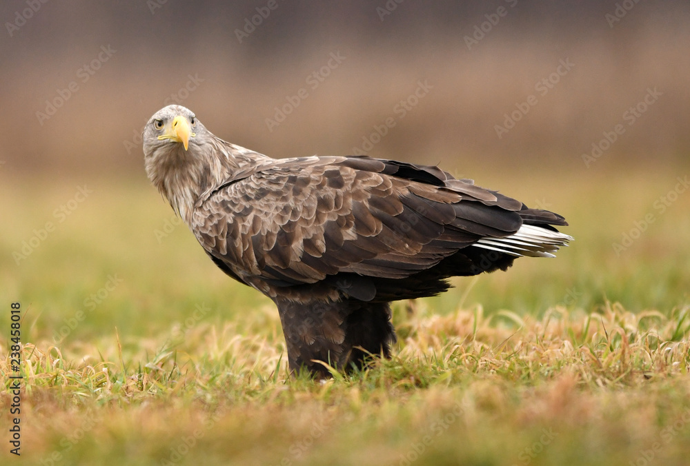 White tailed eagle (Haliaeetus albicilla) White tailed eagle (Haliaeetus albicilla)