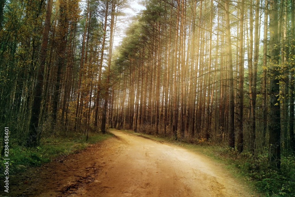 Obraz premium The sun's rays Shine along the trees nature.