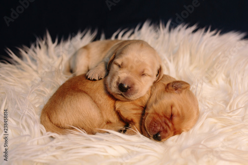 Close up of puppies sleeping on rug at home photo
