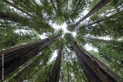Looking Up at Redwood Trees photo
