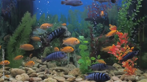 Beautiful aquarium with fish. Beautiful cichlids swim in the aquarium. photo