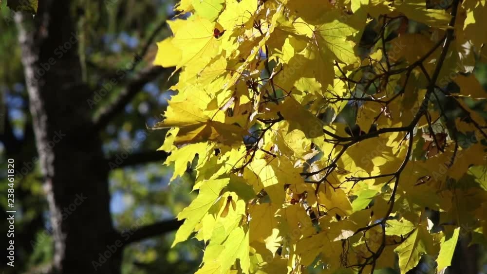 A maple branch with yellow leaves swinging on the wind A maple branch with yellow leaves swinging on the wind