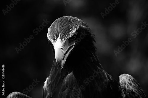 Australian Wedge Tailed Eagle Black and White Eagle Hawk Kite Bird of Prey Birds Portrait 