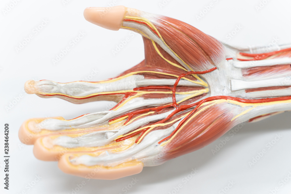 Muscles of the palm hand for anatomy education. - obrazy, fototapety, plakaty 