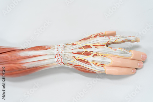 Muscles of the palm hand for anatomy education. photo