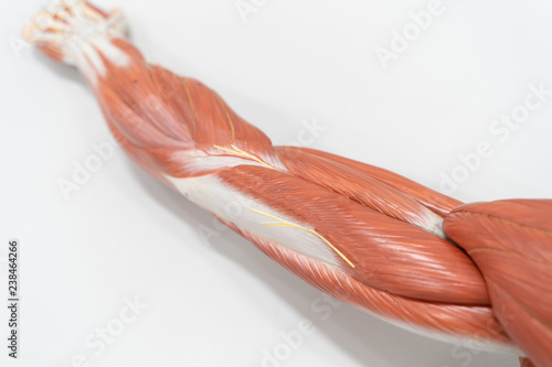 Muscles of the arm for anatomy education.