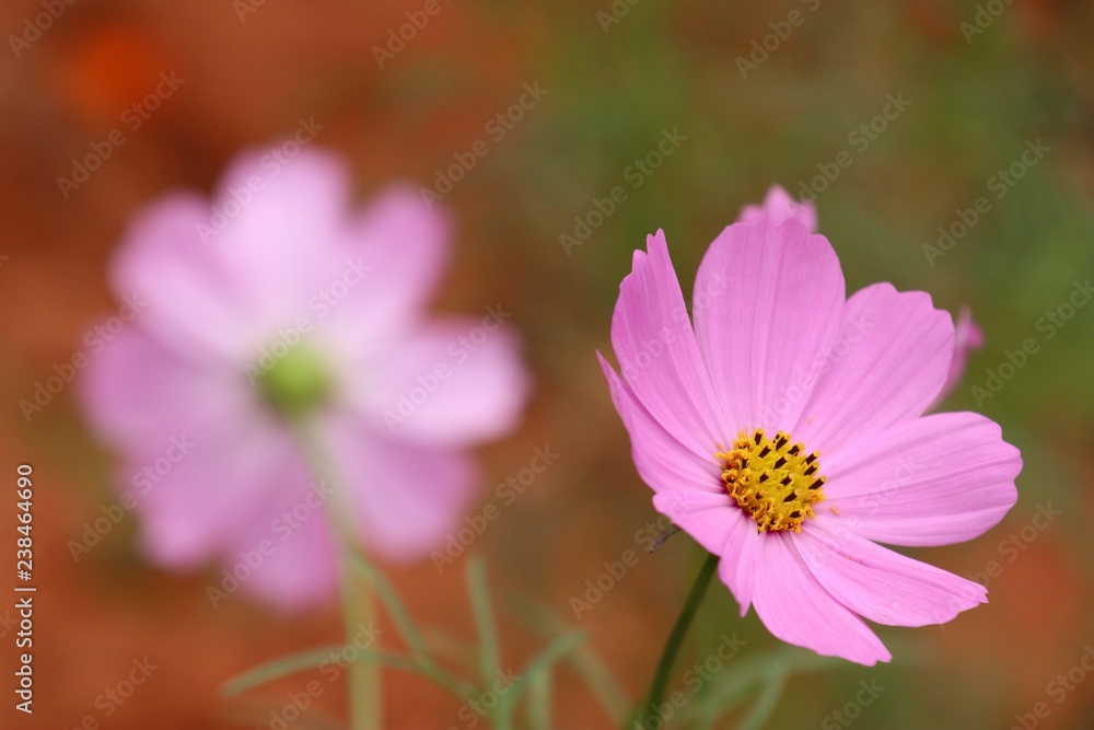 Obraz premium Cosmos flower in tropical