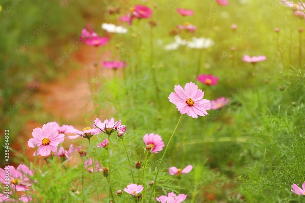 Fototapeta premium Cosmos flower in tropical