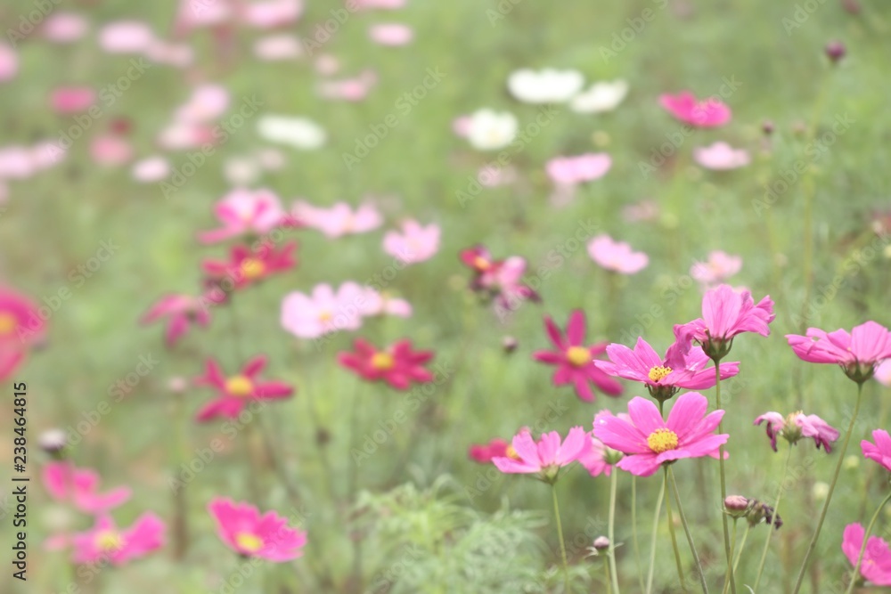 Cosmos flower in tropical Cosmos flower in tropical