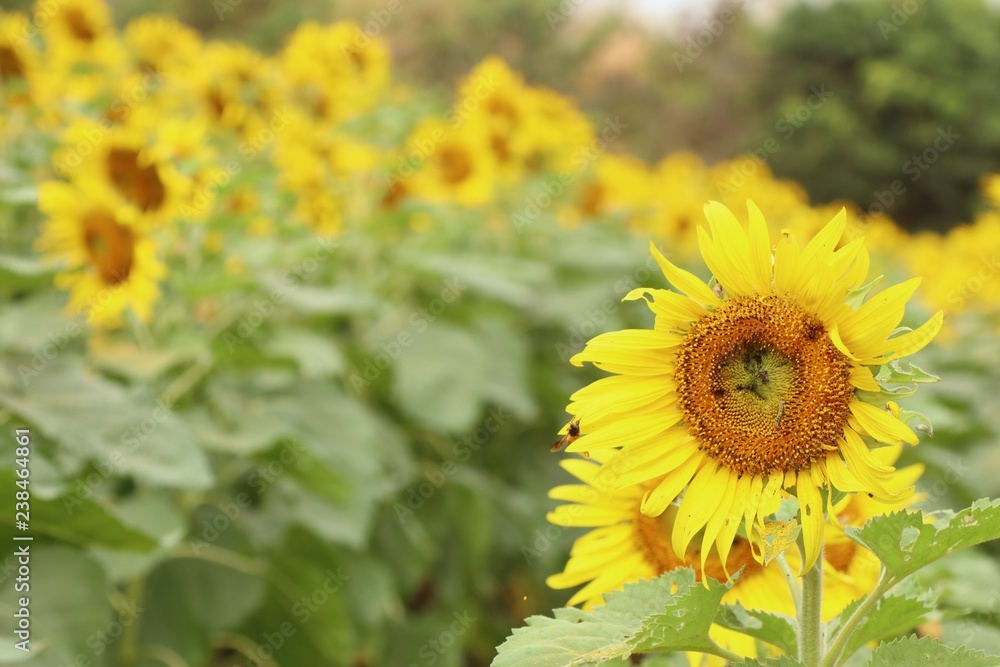 Fototapeta premium Sunflower field in tropical
