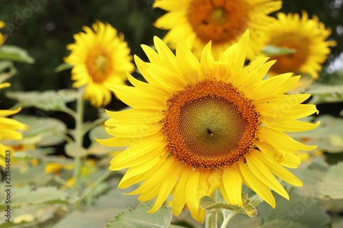 Fototapeta Naklejka Na Ścianę i Meble -  Sunflower field in tropical