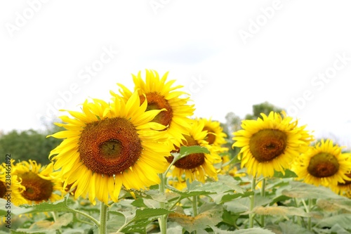 Sunflower field in tropical